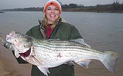 huge red river stripers are running right now!